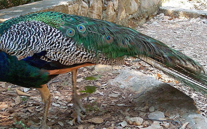 File:Indian Peafowl-4.jpg