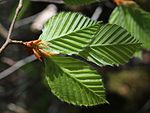 Young leaves (back)