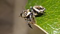 Springspinne - Evarcha falcata, Männchen im Käfertaler Wald