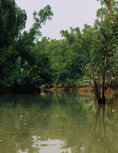 File:A Sundarbans Canal.jpg