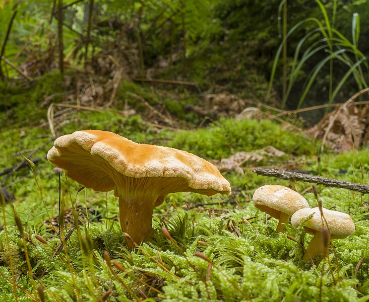 File:Falscher Pfifferling (Hygrophoropsis aurantiaca) nahe der Silberquelle an der Straße vom Silberhaus nach Nagel.jpg