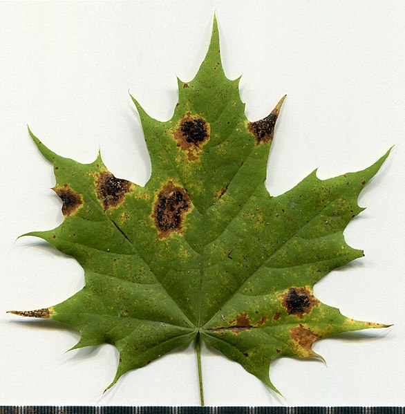 File:2020 year. Herbarium. Acer platanoides. img-017.jpg