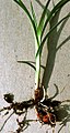 Cyperus esculentus (tigernut or chufa) NORTHERN HEMISPHERE