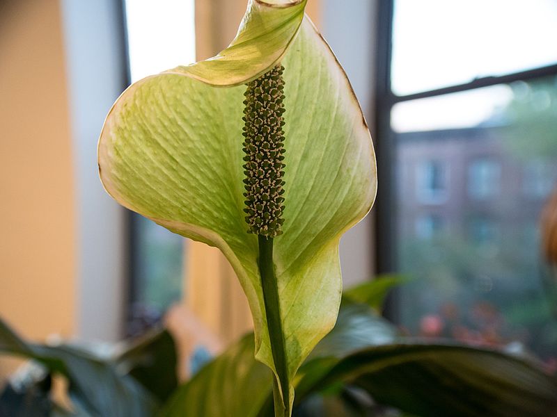 File:Peace lily spadix, spathe, pollen 1.jpg