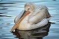 ◆2013/05-2 ◆Category File:Pelecanus crispus (Dalmatian Pelican - Krauskopfpelikan) - Weltvogelpark Walsrode 2012-01.jpg uploaded by Fiorellino, nominated by Tomer T