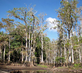 Fisheating Creek, Glades Co., Florida