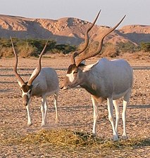 Addax nasomaculatus