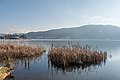 * Nomination Reed bed with typha latifolia of «Edelweiß bath» on Hauptstraße in Winklern, Pörtschach, Carinthia, Austria -- Johann Jaritz 03:42, 30 January 2022 (UTC) * Promotion  Support Good quality.--Agnes Monkelbaan 05:31, 30 January 2022 (UTC)