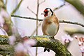 * Nomination European goldfinch in a blossoming tree --Alexis Lours 00:11, 7 March 2022 (UTC) * Promotion  Support Good quality. --Rjcastillo 01:55, 7 March 2022 (UTC)