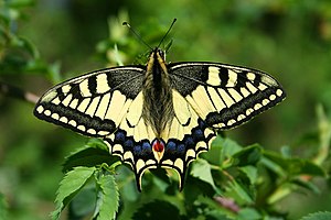 Papilio Machaon.