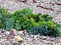 Seakale (Crambe maritima).