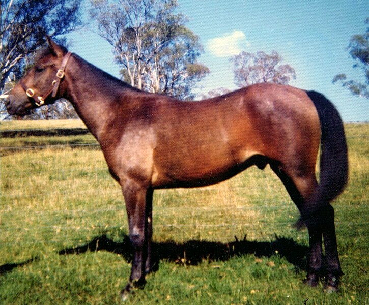 File:Brumby-Malee.jpg