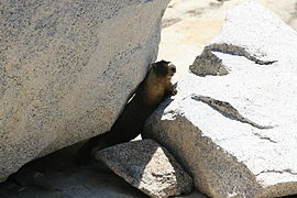 in Sequoia National Park