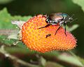 Rubus sumatranus