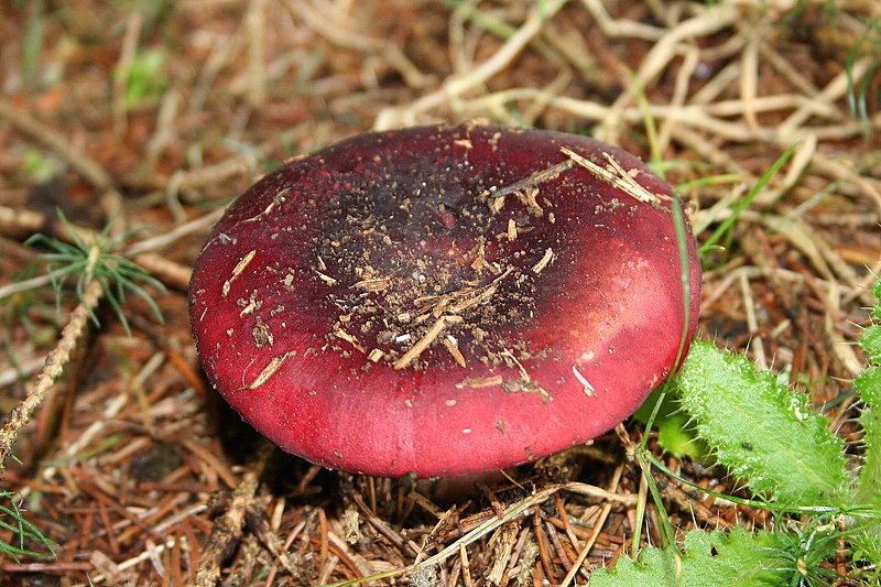 File:Russula xerampelina JPG1.jpg