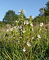 Euphrasia rostkoviana Germany - Hohenlohe