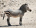 Equus zebra