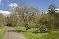 * Nomination Information board and tree in "Nesselgrund" nature reserve --Plozessor 05:10, 18 January 2024 (UTC) * Promotion  Support Good quality.--Agnes Monkelbaan 05:16, 18 January 2024 (UTC)
