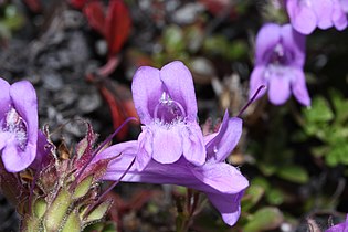 Penstemon davidsonii, detail