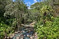 * Nomination The upper part of Waimea River in Waimea Valley on the Hawaiian island of O‘ahu, as seen from a bridge in the Waimea Botanical Garden, on March 2, 2024 --Frank Schulenburg 19:48, 9 March 2024 (UTC) * Promotion  Support Good quality. --Rjcastillo 01:03, 10 March 2024 (UTC)