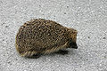 European hedgehog