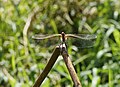 Blutrote Heidelibelle, Männchen, in den Kirschgartshäuser Schlägen