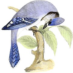 Blue Jay Rural Hours (1851)