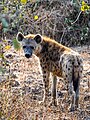 * Nomination Spotted hyena (Crocuta crocuta) rear view, Upper Lupande GMA, Zambia --Tagooty 00:42, 19 August 2023 (UTC) * Promotion  Support Good quality. --Fabian Roudra Baroi 02:30, 19 August 2023 (UTC)  Support Good quality. --Poco a poco 02:31, 19 August 2023 (UTC)