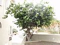 עץ התות בשכונת עג'מי ביפו The Strawberry Tree in Ajami neighborhood in Jaffa