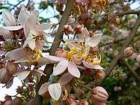 Cassia bakeriana