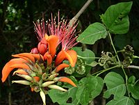 Erythrina variegata