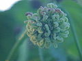 inflorescence