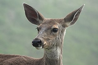 Odocoileus hemionus, head detail