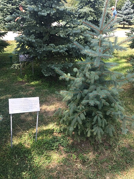 File:Dmitry Medvedev's Spruce in Tsitsernakaberd.jpg