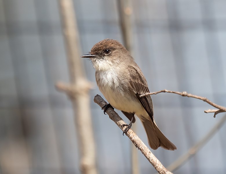 File:Eastern phoebe in Prospect Park (15534).jpg