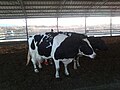 The cowshed in kibbutz Gezer, Israel.