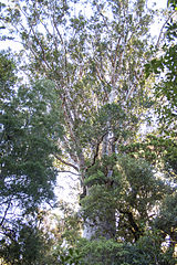 Kauri tree Agathis australis (de: Kauri-Baum)