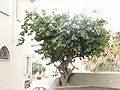 עץ התות בשכונת עג'מי ביפו The Strawberry Tree in Ajami neighborhood in Jaffa