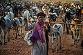 "Cow_man.jpg" by User:Chetansoni