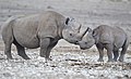 41 Diceros bicornis (Etosha) uploaded by Yathin sk, nominated by Yathin sk