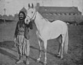   English: Syrian man with an Arabian horse, at the World's Columbian Exposition, 1893