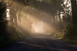 #11: Sunrise in morning mist near Dülmen, North Rhine-Westphalia, Germany – انتساب: Dietmar Rabich / XRay (CC BY-SA 4.0)