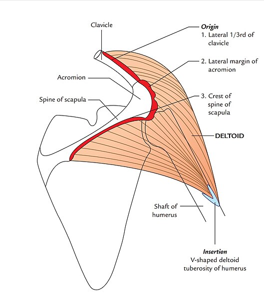 File:Deltoid muscle origin and insertion.jpg