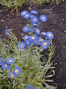 Erigeron speciosus