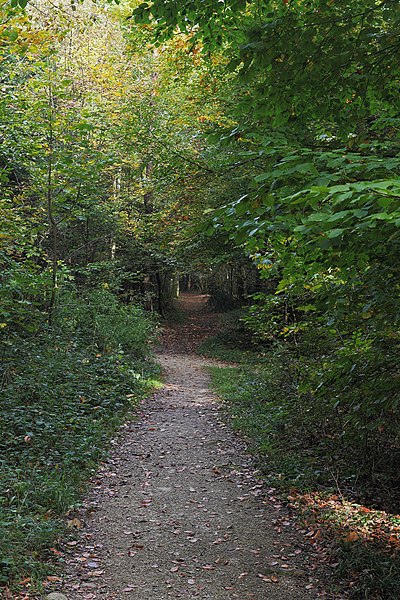 File:Waldweg in Muenichholz 1.jpg