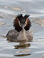 * Nomination Great crested grebe (Thyna, Ramsar site). --El Golli Mohamed 19:53, 6 May 2024 (UTC) * Promotion  Support Good quality. --Nacaru 08:24, 8 May 2024 (UTC)