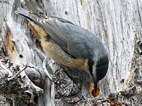 Sitta canadensis