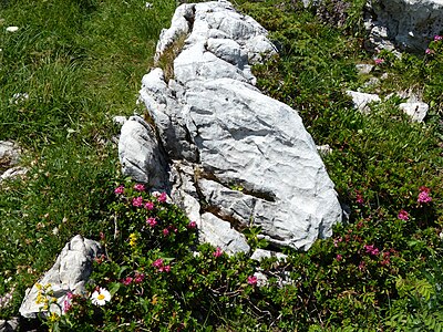 Höfartsweg, Felsen mit Schratten im Kalk