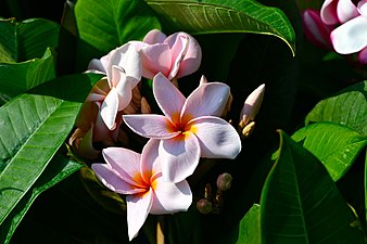 Plant of Thailand Yellow and soft Pink petals- Plumeria in Thailand.