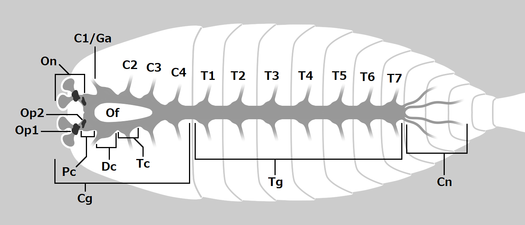 Alalcomenaeus (central nervous system) アラルコメネウス（アラルコメナエウス）（中枢神経系）